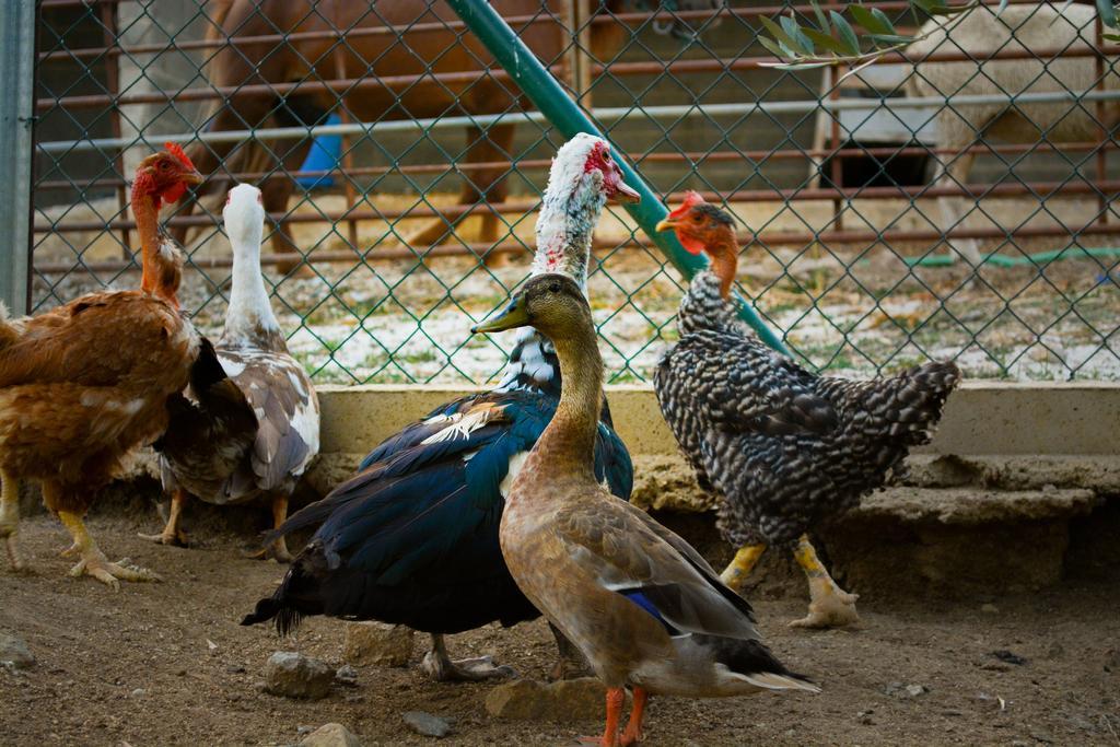Melrinitas - Turismo Rural Serpa Ngoại thất bức ảnh